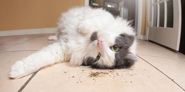 Cat Lying Down On The Floor Rolling In Dried Catnip Canva 